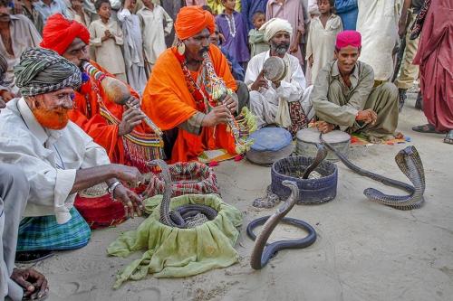 Snake charmer Pakistan